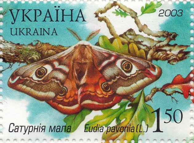 Emperor Moth (Eudia pavonia)