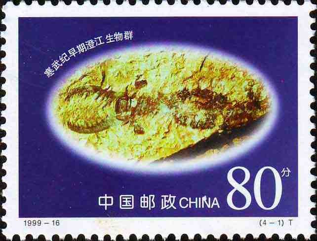 Camrian era fossil