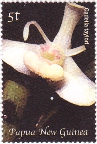 Cadetiataylori
