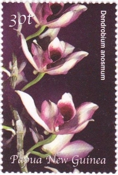 Dendrobium anosmum