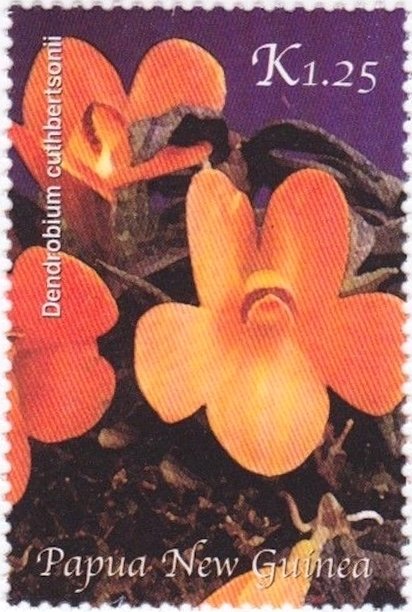 Dendrobium cuthbertsonii
