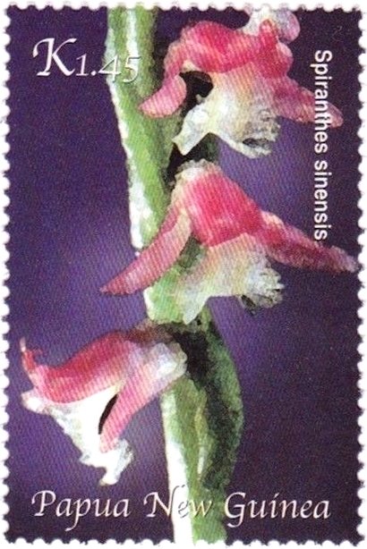 Spiranthes sinensis