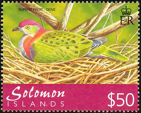 Superb Fruit Dove (Ptilinopus superbus)