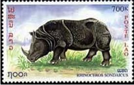 Javan Rhinoceros (Rhinoceros sondaicus)