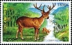 Sambar Deer (Cervus unicolor)