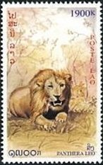 Lion (Panthera leo)