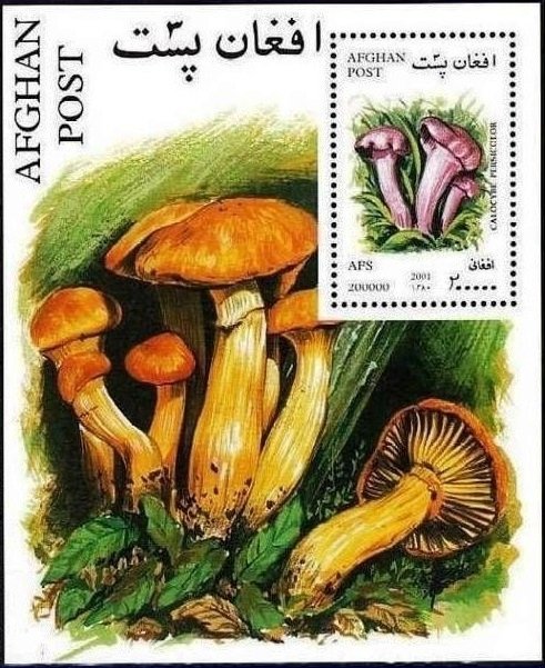 Calocybe persicolor