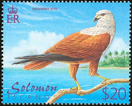 Brahminy Kite (Haliastur indus)