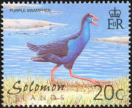 Purple Swamphen (Porphyrio porphyrio)