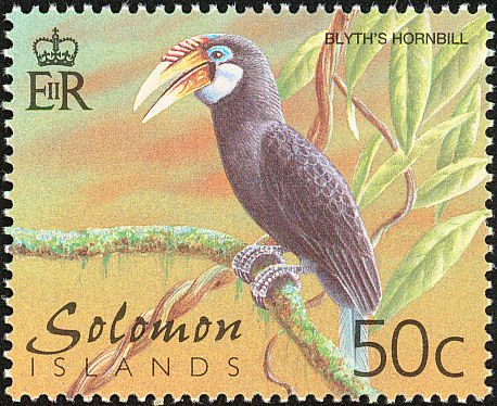 Papuan Hornbill (Aceros plicatus)