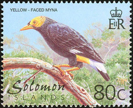 Yellow-faced Myna (Mino dumontii)