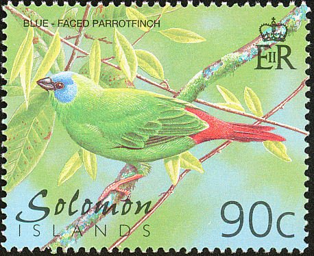 Blue-faced Parrotfinch (Erythrura trichroa)