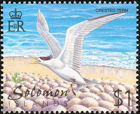 Greater Crested Tern (Thalasseus bergii)