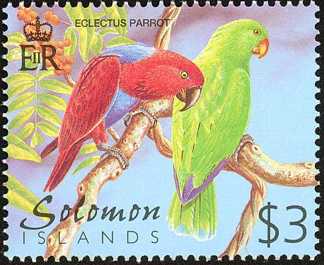 Eclectus Parrot (Eclectus roratus)