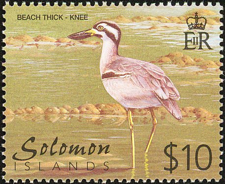 Bush Thick-knee (Burhinus magnirostris)