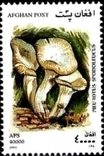 Pieurotus spodoleucus