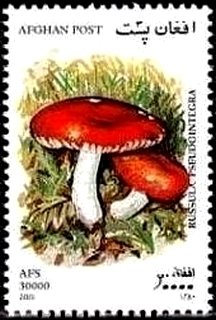 Russula pseudointegra