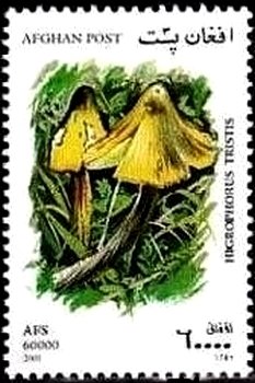 Higrophorus tristis