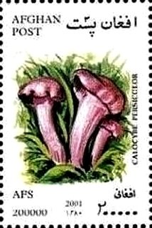 Stamp, Calocybe persicolor, Afghanistan,  , Mushrooms