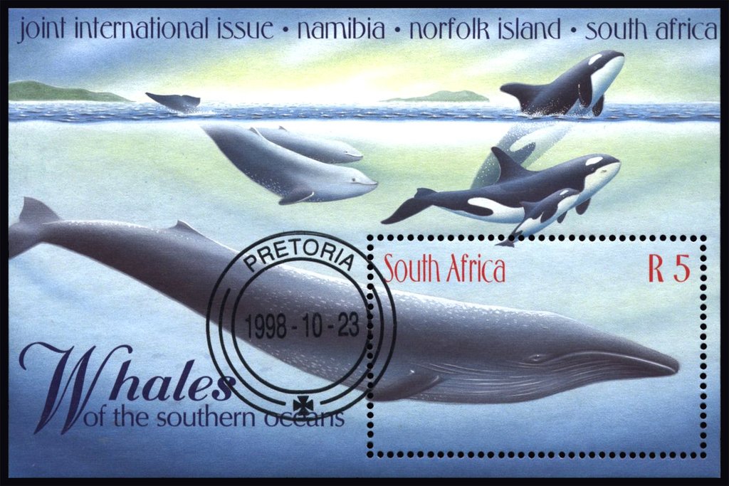 Blue Whale (Balaenoptera musculus)