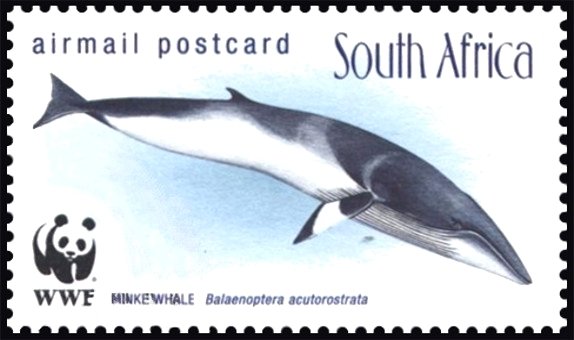 Minke Whale (Balaenoptera acutorostrata)