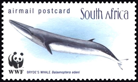 Bryde's Whale (Balaenoptera edeni)