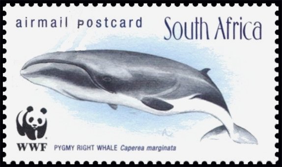 Pygmy Right Whale (Caperea marginata)