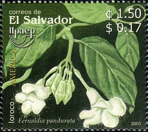 Fernaldia pandurata