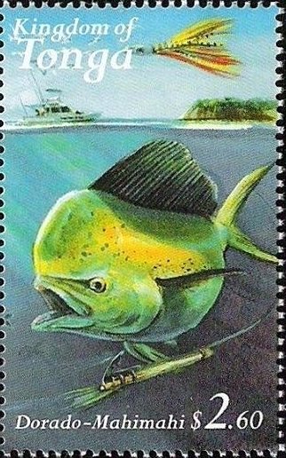 Common Dolphinfish (Coryphaena hippurus)