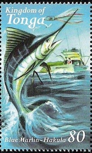 Atlantic Blue Marlin (Makaira ampla)