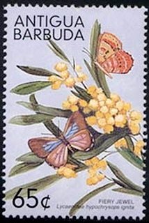 Dingi Jewel (Hypochrysops ignita ignita)