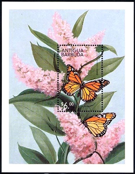Monarch Butterfly (Danaus plexippus)
