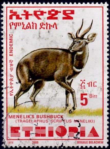 Menelik's Bushbuck (Tragelaphus scriptus meneliki)