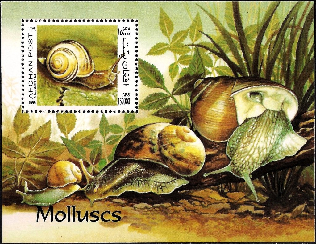 White-lipped Banded Snail (Helix hortensis)
