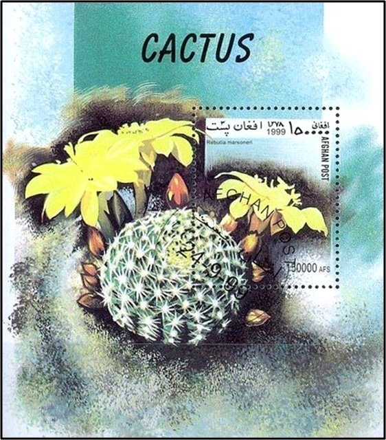 Rebutia marsoneri