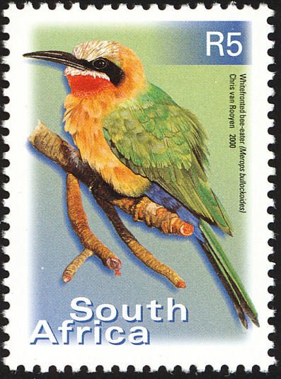 White-fronted Bee-eater (Merops bullockoides)