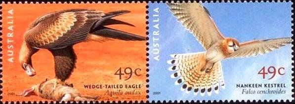 Wedge-tailed Eagle, Australian Kestrel