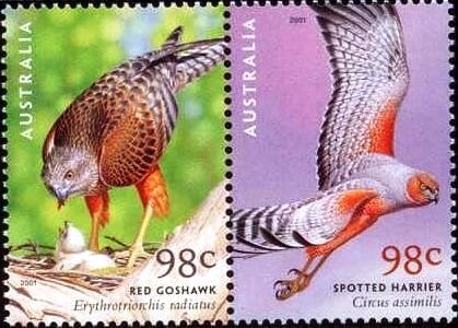 Red Goshawk, Spotted Harrier
