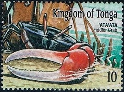 Fiddler Crab (Uca sp.)