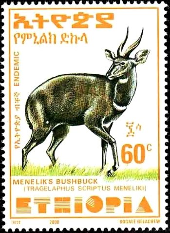 Menelik's Bushbuck (Tragelaphus scriptus meneliki)