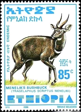 Menelik's Bushbuck (Tragelaphus scriptus meneliki)