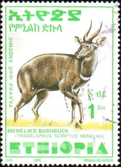Menelik's Bushbuck (Tragelaphus scriptus meneliki)