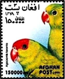 Stamp, Abyssinian Lovebird (Agapornis taranta), Afghanistan,  , Birds, Parrots, Animals (Fauna)