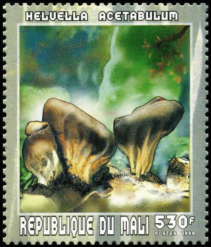 Cabbage Leaf Helvella or Vinegar Cup (Helvella acetabulum)