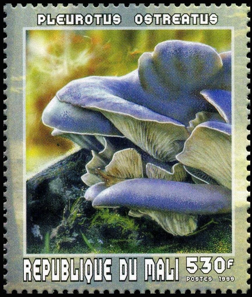 Oyster Mushroom (Pleurotus ostreatus)