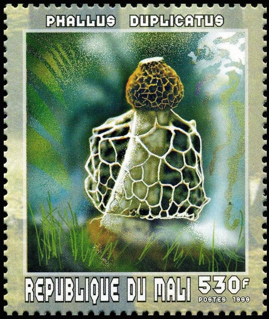 Netted Stinkhorn (Phallus duplicatus)