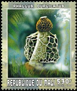 Stamp, Netted Stinkhorn (Phallus duplicatus), Mali,  , Mushrooms