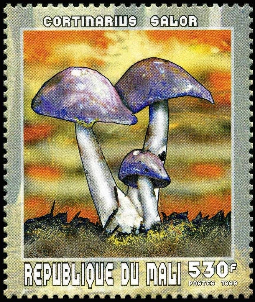 Cortinarius salor