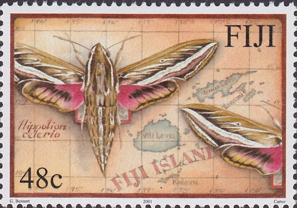Silver-striped Hawk-moth (Hippotion celerio)