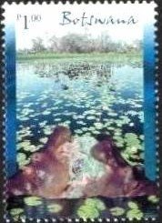 Hippopotamuses in River